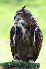 Great-Horned Owl