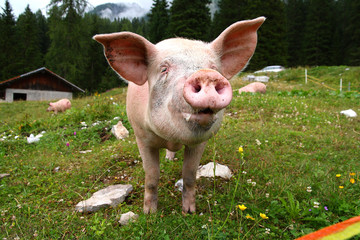 Funny pig