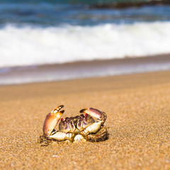 Cute Animal Funny Crab