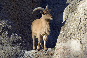 Barbary sheep.Ammotragus lervia