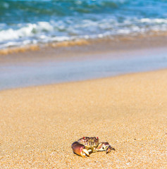Funny Crab By the Sea