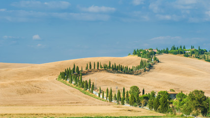 Fototapeta na wymiar The old cypress road to the farm between fields in Tuscany, Ital