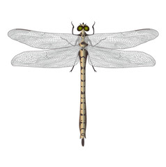 Dragonfly isolated