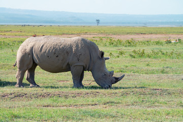Obraz premium White rhinoceros ( Ceratotherium simum)