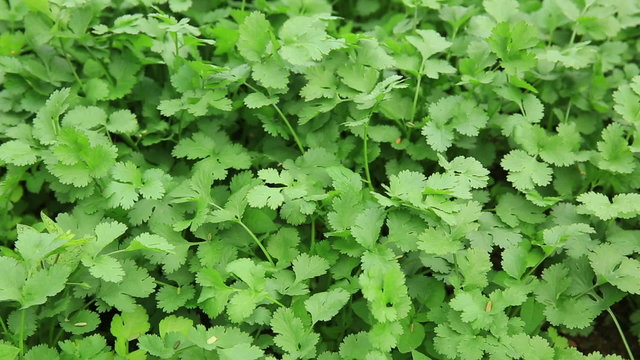 Green corriander in growth at vegetable garden
