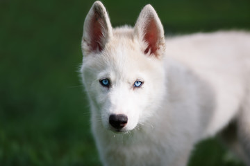Portrait of husky