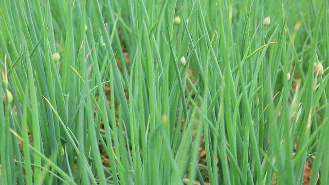 	Green spring onion in growth at vegetable garden 