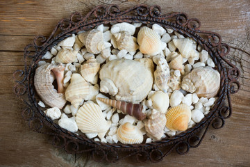 Sea shells