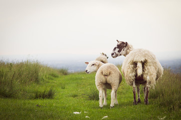 Fototapeta premium Sheeps in farmland England UK