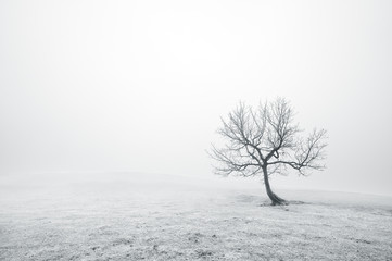 Fototapeta bare lonely tree in black and white obraz
