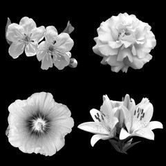 collage of black and white flowers on a black background