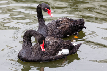 Couple of black swans