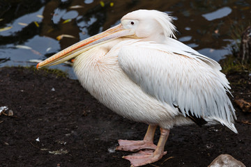 Pelican