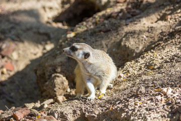 Fototapeta premium Meerkat (Suricata suricatta)