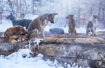 Homeless dogs in winter