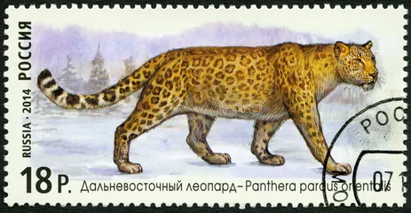 Foto auf Acrylglas RUSSIA - 2014: shows Amur leopard, series "The Fauna Of Russia" © Popova Olga