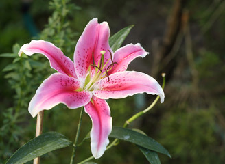 Lily flower with white-pink petals