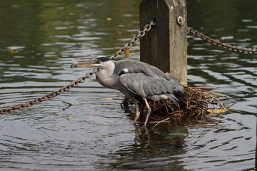Grey Heron eating a fish