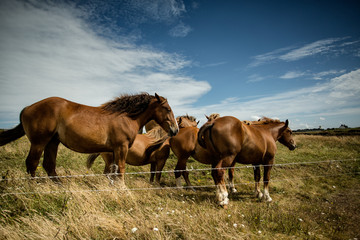 Fototapeta na wymiar Horses on the Pasture