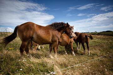 Horses on the Pasture
