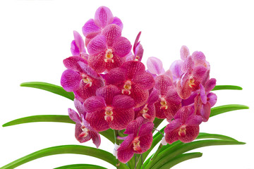 Pink Vanda Orchid isolated on white
