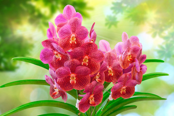 Pink Vanda Orchid