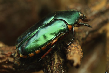 Beetle on wood