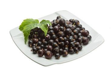 Black currant