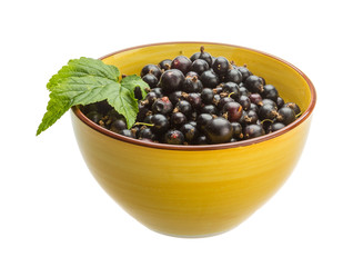 Black currant