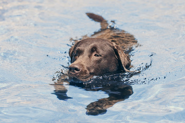 Chocolate Labrador Swimming