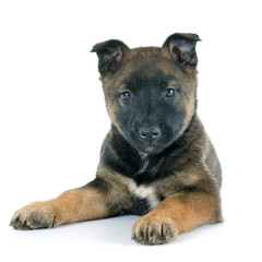puppy malinois