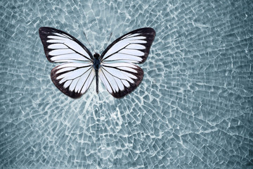 Fototapeta na wymiar White butterfly on a broken glass of the car.
