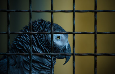 Jaco parrot in a cage. Toned