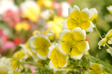 Fototapeta premium Blumen 329