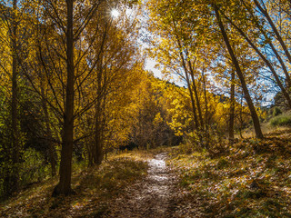 Autumnal path