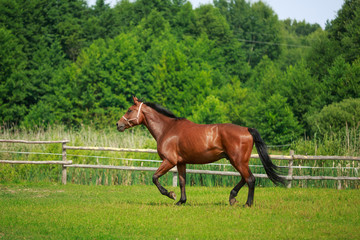 Running horse