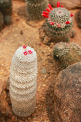 Cactus in the garden