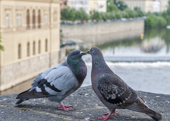 Love and pigeons .