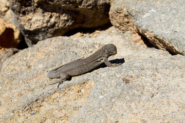 Canarian Lizard