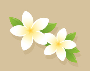Frangipani