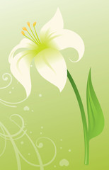 Easter Lily