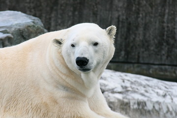 Obraz na płótnie Canvas Detail view of a large polar bear, (ursus maritimus)