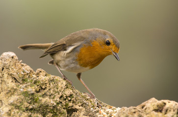 Primer plano petirrojo