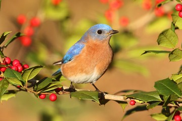 Male Eastern Bluebird