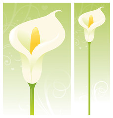 Calla Lily