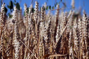 Fototapeta premium Wheat growing in field