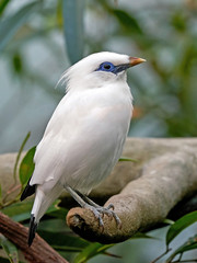 Bali myna (Leucopsar rothschildi)