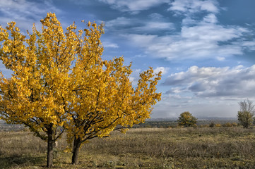 Fototapeta premium tree with golden leaves in autumn