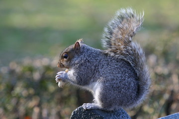 Squirrel