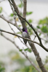 Humming bird standing on a branch - fairchild